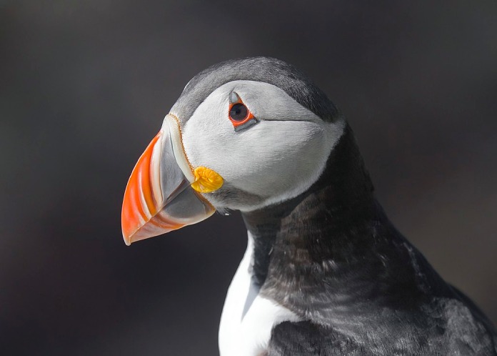 Pájaros raros: Frailecillo.