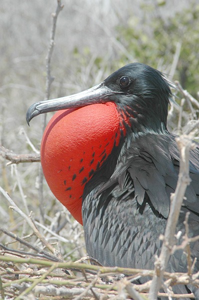 Pájaros raros: Fregata