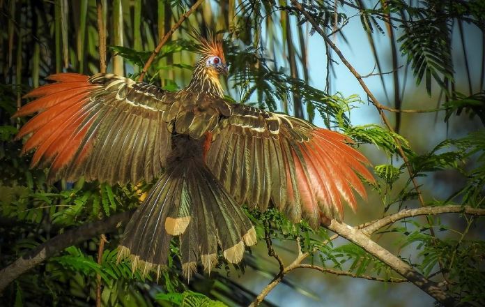 Pájaros raros: Hoacin