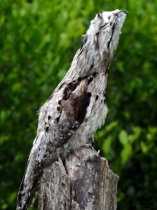 Pájaros raros: Urutaú