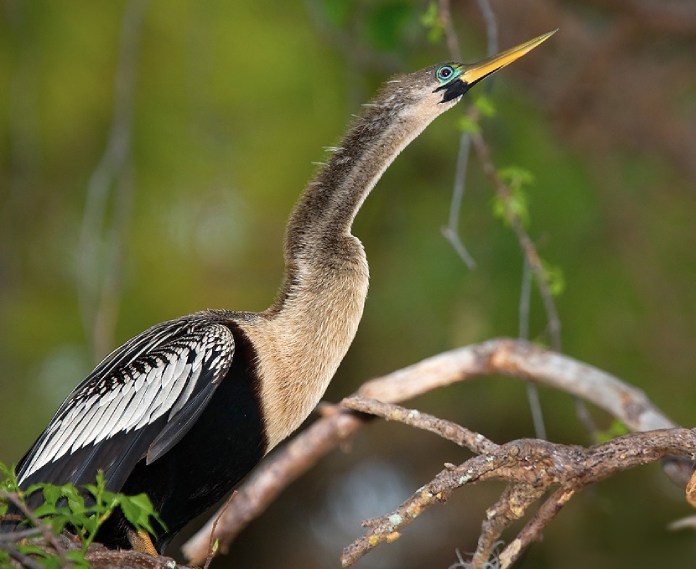 pájaros raros: Pato aguja.