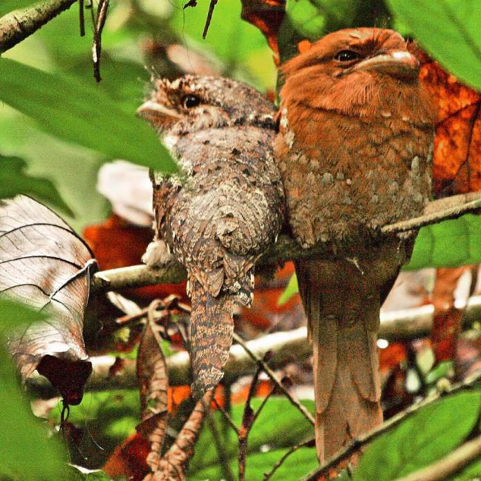 Pájaros raros: Podargo de Sri Lanka