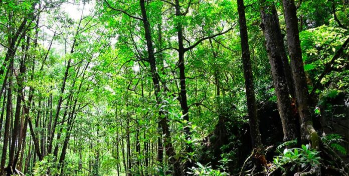 Estos ambientalistas arriesgan sus vidas para proteger la selva de Palawan.