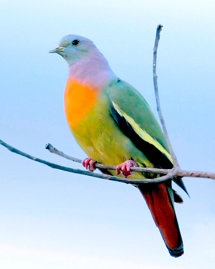 Paloma migratoria