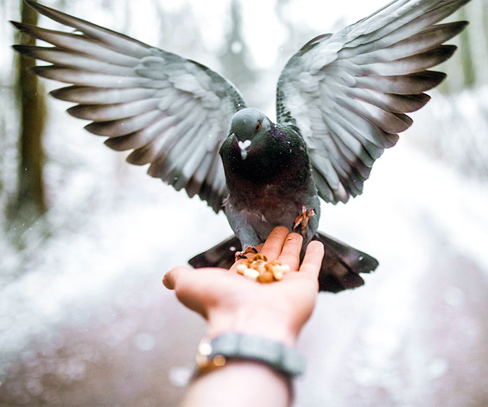 Palomas: de símbolo de la paz al maltrato consentido