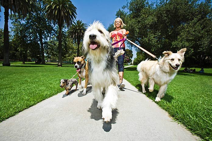 Cómo ser tu propio jefe ganando dinero por pasear perros.