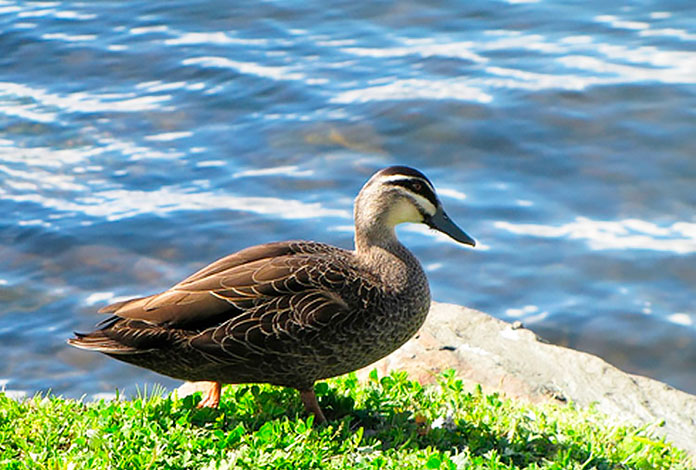 Pato mariana