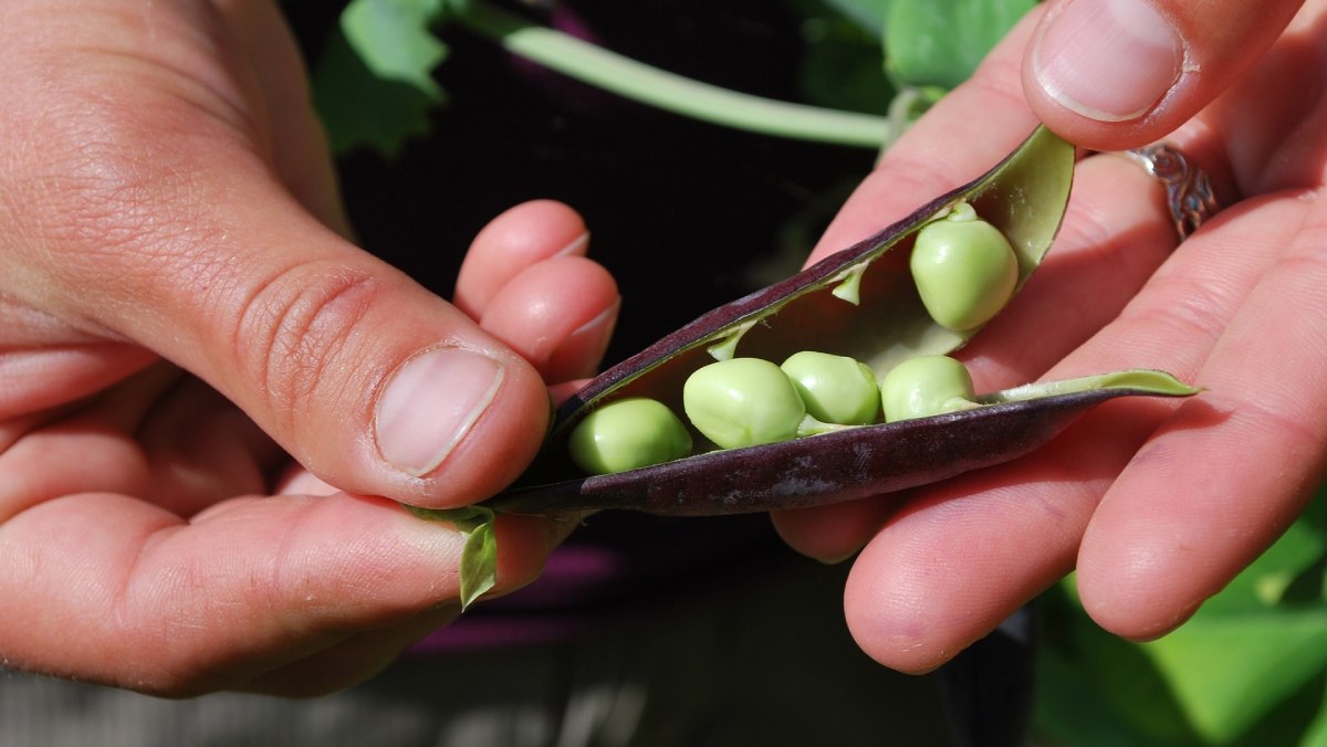 Investigadores españoles descubren un gen que regula la duración de la fase reproductiva de las plantas leguminosas