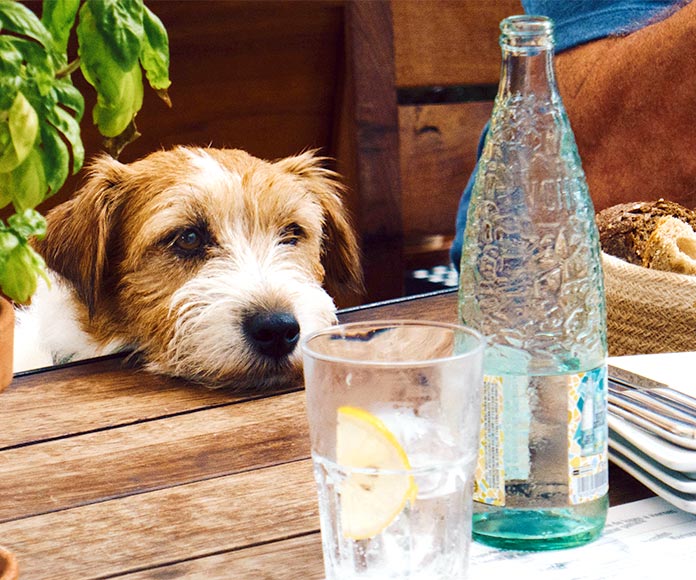 Perro apoyado en la mesa de un restaurante