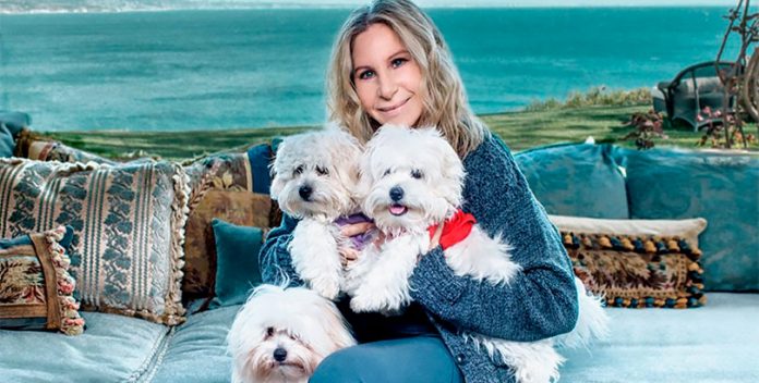 Los perros clonados de Barbra Streisand.