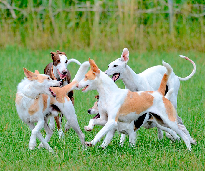 ´Grupo de perros jugando en un parque