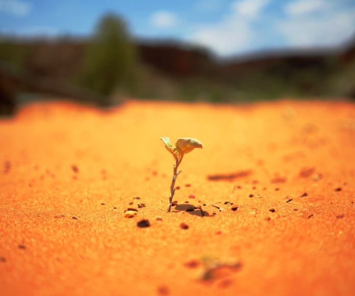 Hierba creciendo en el desierto.