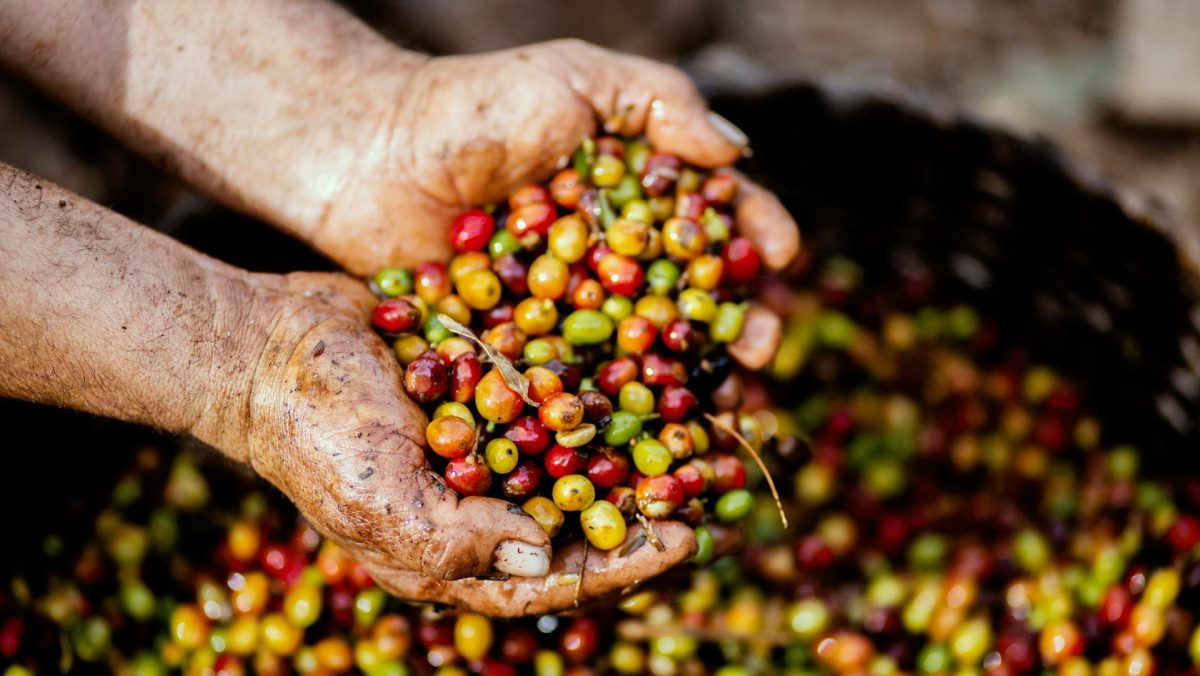 El café alcanza un precio histórico cercano a los $200 tras las pérdidas de cultivos en Brasil
