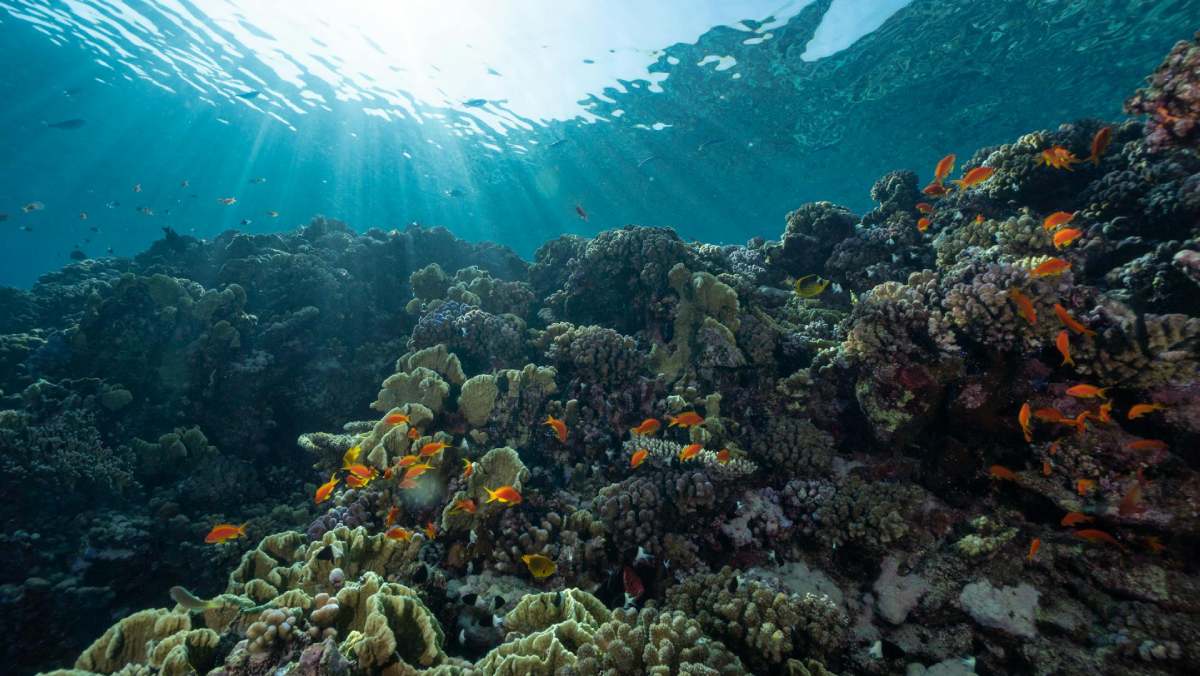 La Administración Nacional Oceánica y Atmosférica de EE.UU. informa que los arrecifes de coral están en riesgo, tras un cuarto evento global de blanqueamiento