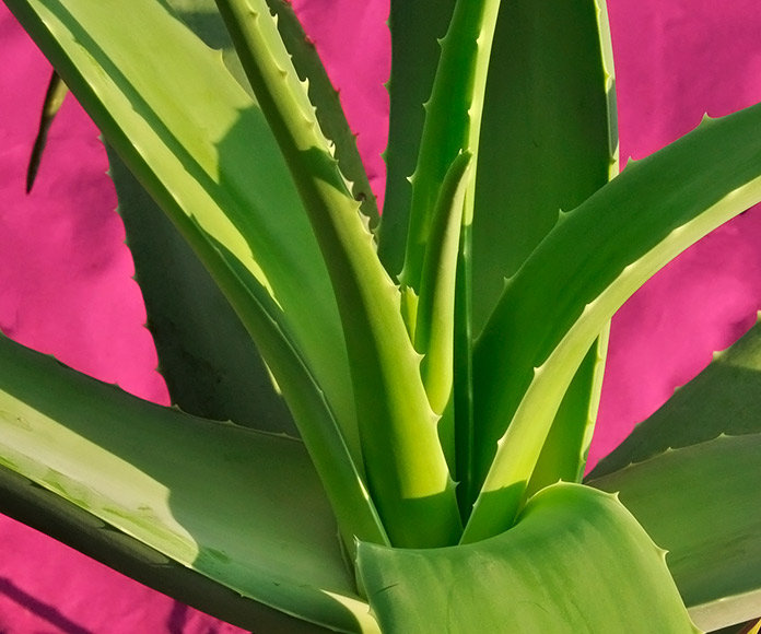 planta de aloe vera