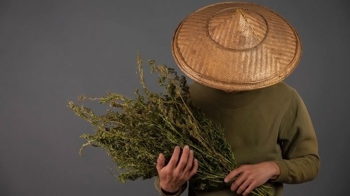 Agricultor sosteniendo un ramo de plantas secas