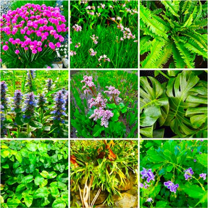 Plantas para jardines verticales: las mejores variedades | Cinco Noticias