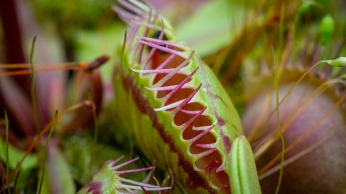 Planta carnivora, plantas, naturaleza, plantas carnívoras como inspiración para la innovación tecnológica