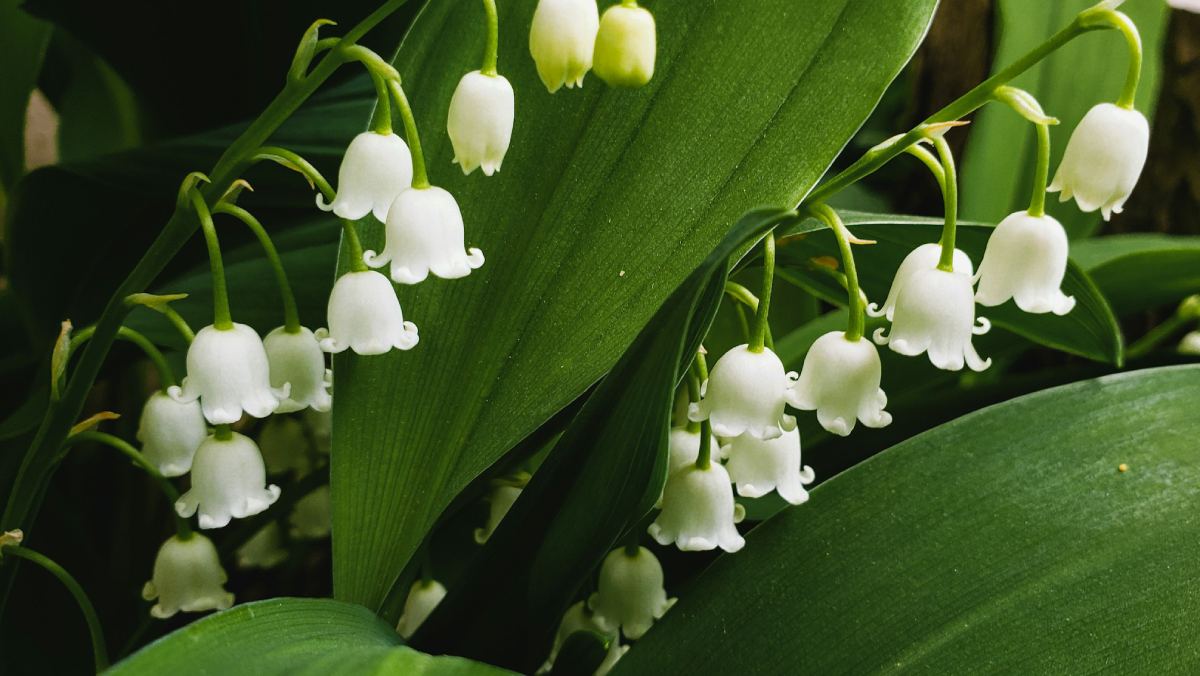 Plantas venenosas: lista de las más populares, mecanismos de toxicidad y usos en la medicina y la ciencia