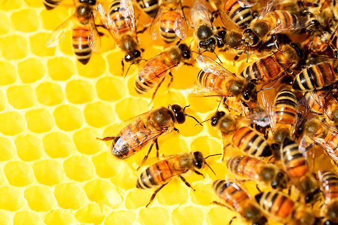 Proceso de producción natural de la miel