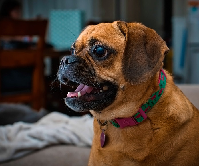 puggle con collar verde