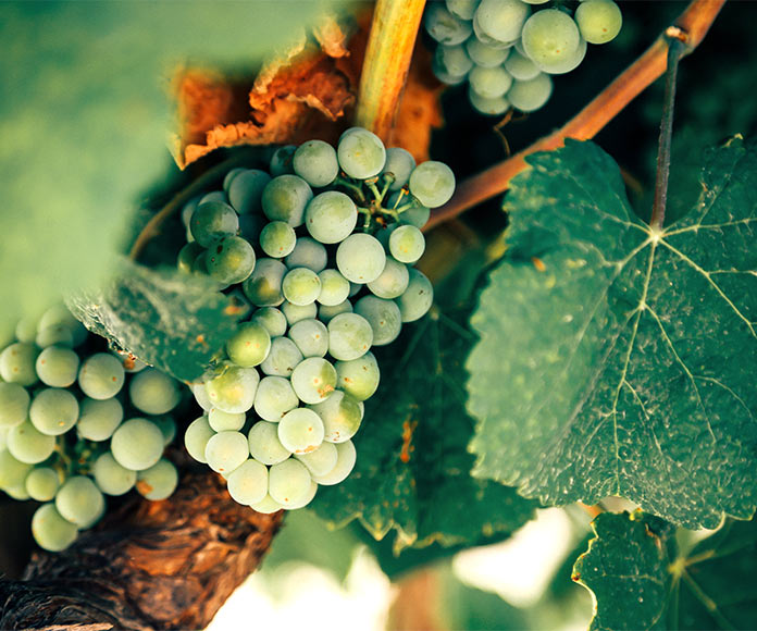 Racimo de uvas para vino en viñedo.