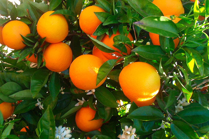 ramo de naranjas