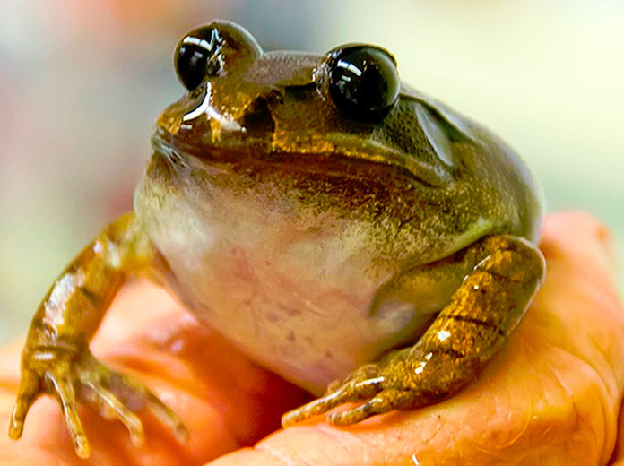 Rana incubadora gástrica