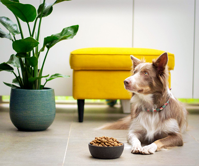 Perro echado en el suelo al lado de un bowl con pienso