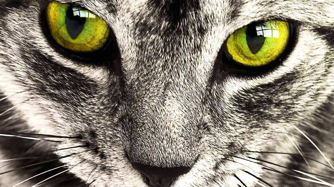 La nueva manera de recordar a tu mascota fallecida