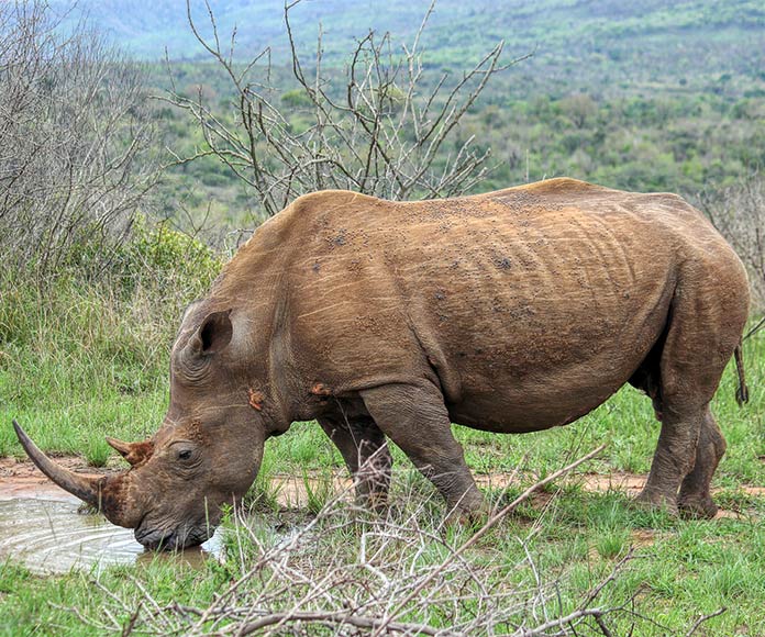 rinoceronte negro bebiendo agua