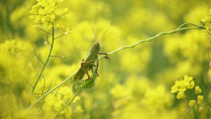 Saltamontes