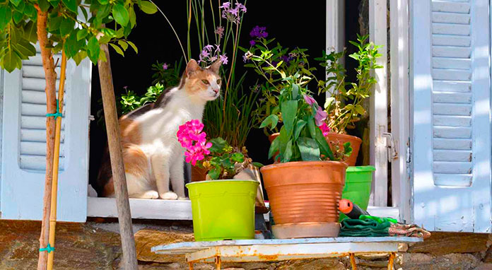 Gato en ventana de God's Little People Cat Rescue