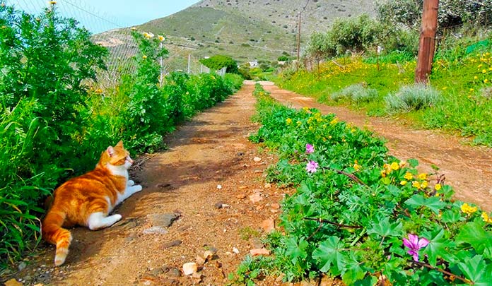 Finca del santuario God's Little People Cat Rescue