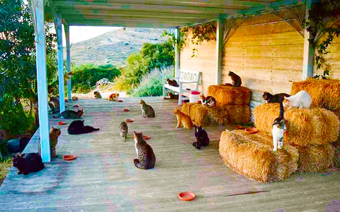 El santuario para gatos God's Little People Cat Rescue