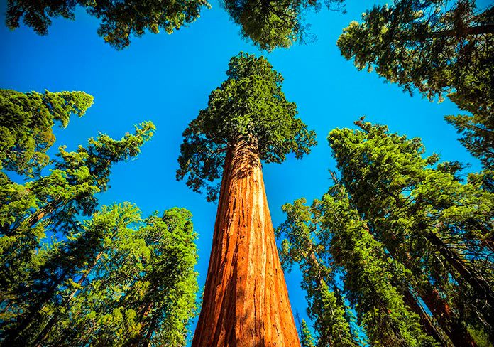 Un Árbol, una historia. La Secuoya que conoció el exilio de una reina española