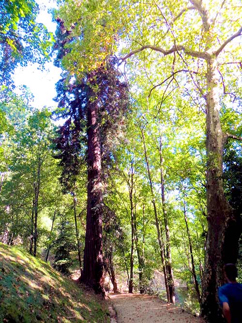 Secuoya roja del Parque Aiete, Donostia