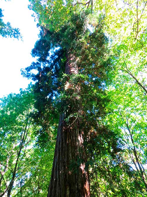 Secuoya roja del Parque Aiete