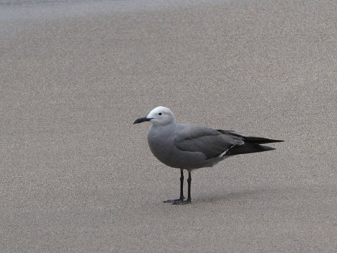 Gaviota gris en el desierto.