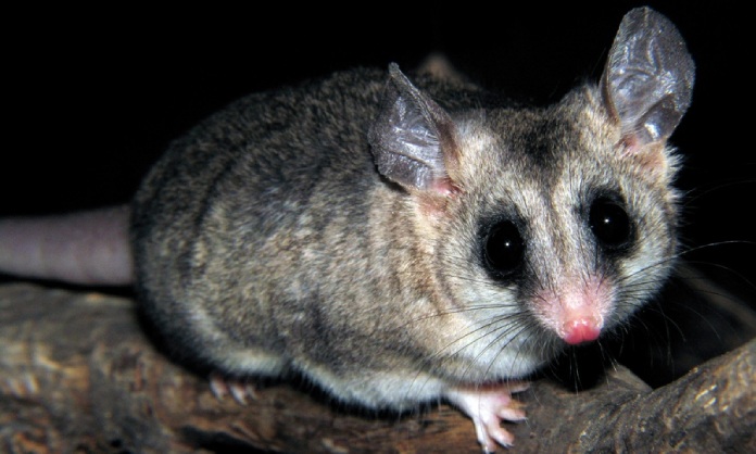 Ejemplar de marmota pálida