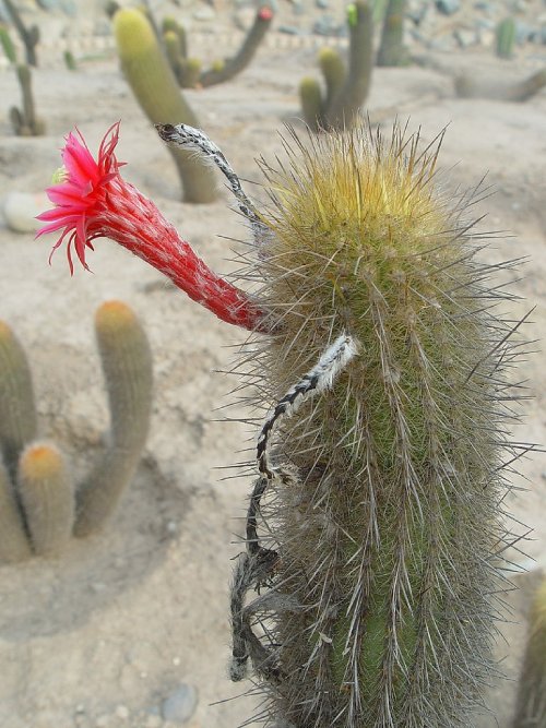 Ejemplar de cactus.