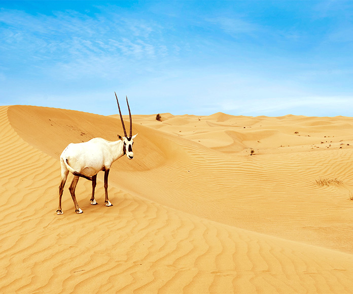 Orix en mitad del desierto