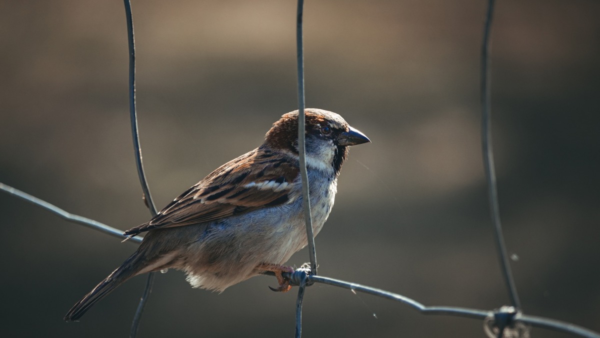 Un nuevo estudio revela que cuatro de cada cinco especies de aves no pueden tolerar las intensas presiones ejercidas por la actividad humana