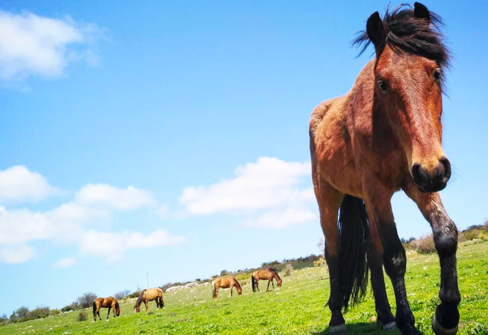 Spirit, uno de los caballos del Santuario Winston