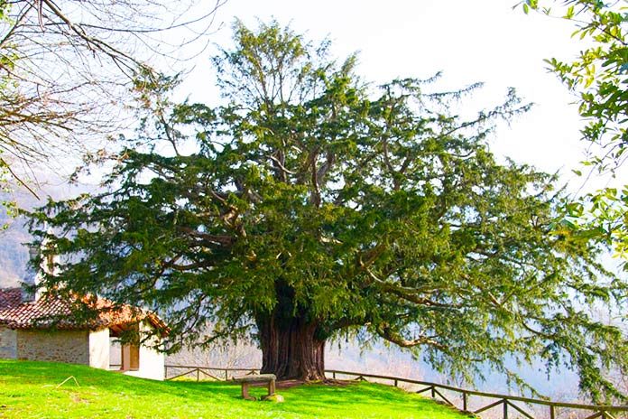 Un árbol, una historia. El Tejo de Salas, mágico testigo de la expansión cristiana