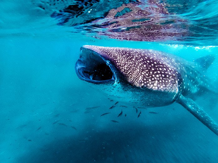 Tiburón ballena