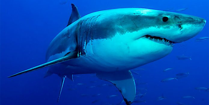 Miles de tiburones llegan a las costas de Florida.