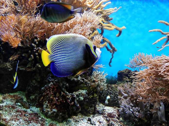 Tipos de ecosistemas: Arrecife de coral