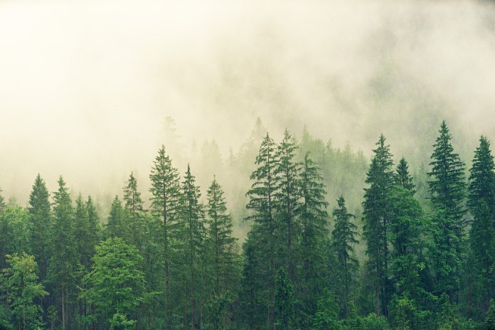 Tipos de Ecosistemas: Bosques templados