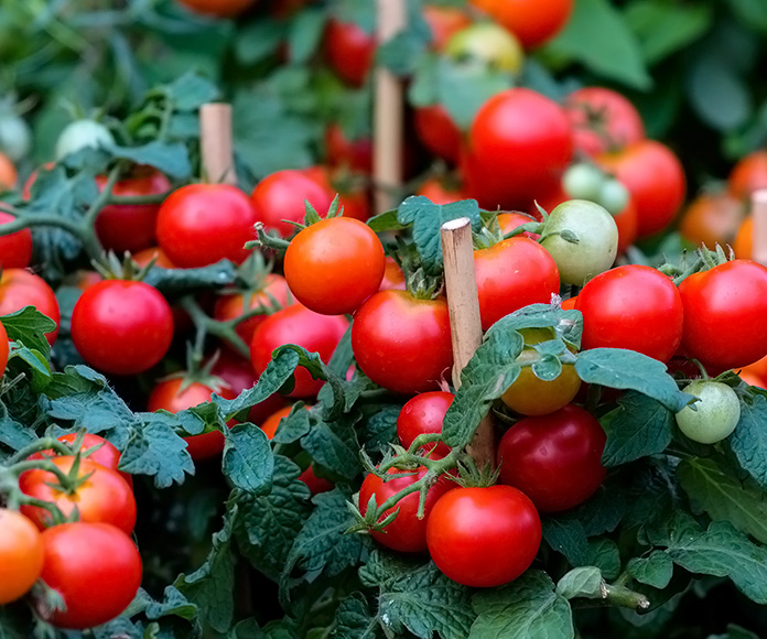 planta de tomates